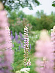 Click to see Y-TRI-CF006393.JPG