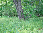 Click to see Y-TRI-CF006443-ISO-35.JPG