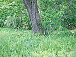 Click to see Y-TRI-CF006445-ISO-100.JPG