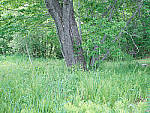 Click to see Y-TRI-CF006447-ISO-400.JPG