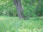 Click to see Y-TRI-CF006448-ISO-800.JPG