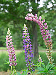 Click to see Y-TRI-CF006465-MOD.JPG