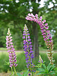 Click to see Y-TRI-CF006465.JPG