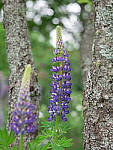Click to see Y-TRI-CF006472-MOD.JPG