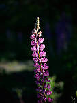Click to see Y-TRI-CF006513.JPG