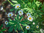Click to see Y-TRI-CF006523-MOD.JPG