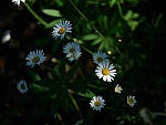 Click to see Y-TRI-CF006523.JPG
