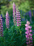 Click to see Y-TRI-CF006553.JPG