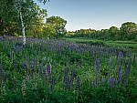 Click to see Y-TRI-CF006568-MOD.JPG