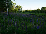 Click to see Y-TRI-CF006568.JPG