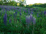 Click to see Y-TRI-CF006581.JPG