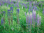 Click to see Y-TRI-CF006582-MOD.JPG
