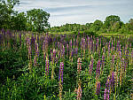 Click to see Y-TRI-CF006609-MOD.JPG