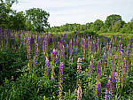Click to see Y-TRI-CF006609.JPG