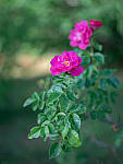Click to see Y-TRI-CF006721-MOD.JPG