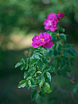 Click to see Y-TRI-CF006721.JPG