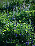 Click to see Y-TRI-CF006726.JPG