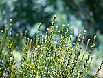 Click to see YCF004222.JPG