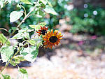 Click to see YCF004667.JPG