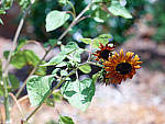 Click to see YCF004669.JPG