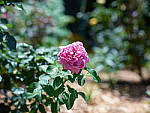 Click to see YCF004678.JPG
