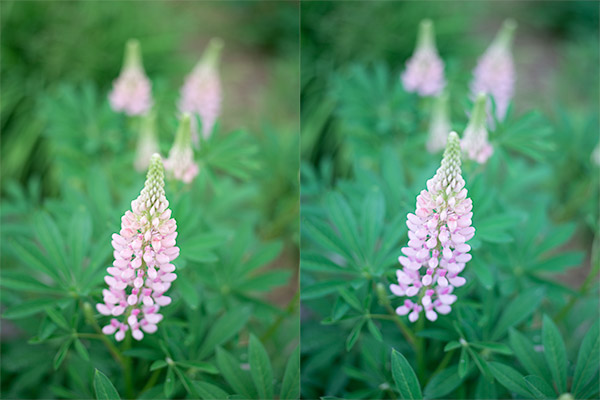 Phase One Trichromatic Review: Field Test -- Gallery Image