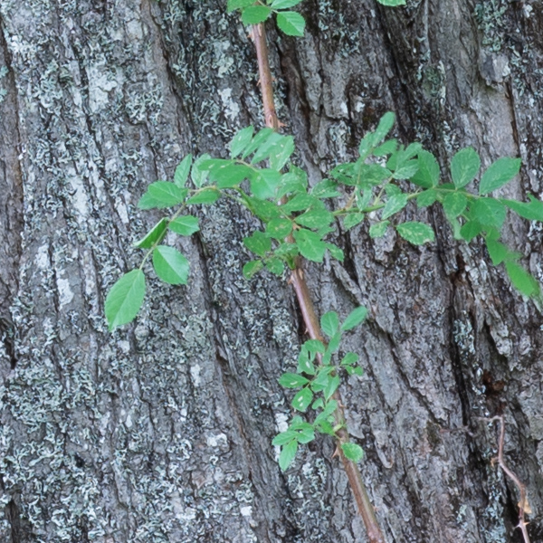 Phase One Trichromatic Review: Field Test -- Gallery Image