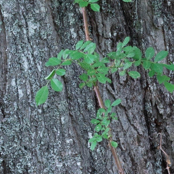 Phase One Trichromatic Review: Field Test -- Gallery Image