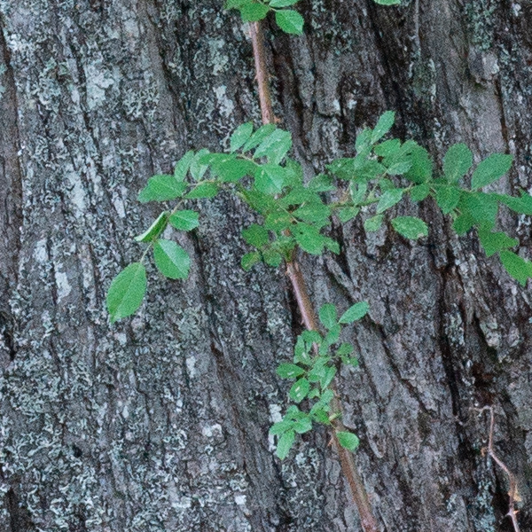Phase One Trichromatic Review: Field Test -- Gallery Image