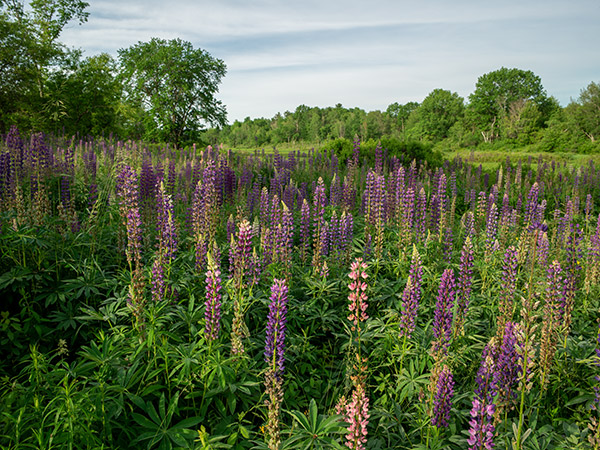 Phase One Trichromatic Review: Field Test -- Gallery Image