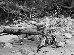 Click to see Y-JG-P1-XT-150MP-ACHROMATIC-13729-MOD.JPG