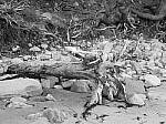 Click to see Y-JG-P1-XT-150MP-ACHROMATIC-13729.JPG