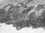 Click to see Y-JG-P1-XT-150MP-ACHROMATIC-13825.JPG