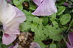 Click to see Y-WB-R0000084.JPG