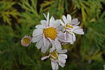 Click to see Y-WB-R0000128.JPG