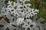 Click to see Y-WB-R0000132.JPG