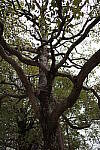 Click to see Y-WB-R0000137.JPG