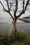 Click to see Y-WB-R0000193.JPG