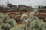 Click to see Y-WB-R0000208.JPG