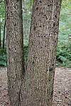 Click to see Y-WB-GRIIIx-R0000003.JPG