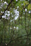 Click to see Y-WB-GRIIIx-R0000033.JPG
