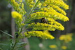 Click to see Y-WB-GRIIIx-R0000105.JPG