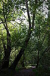 Click to see Y-WB-GRIIIx-R0000117.JPG