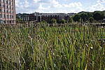 Click to see Y-WB-GRIIIx-R0000171.JPG