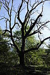 Click to see Y-WB-GRIIIx-R0000306.JPG