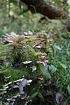 Click to see Y-WB-GRIIIx-R0000308.JPG