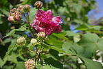 Click to see Y-WB-GRIIIx-R0000309.JPG