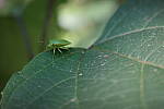 Click to see Y-WB-GRIIIx-R0000320.JPG