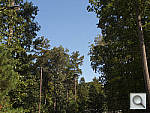 Click to see EX2FPINE-SRC.JPG