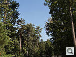 Click to see EX2FPINE_ACRu200r06.JPG